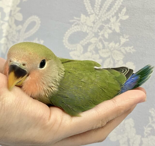 コザクラインコ（小桜インコ）