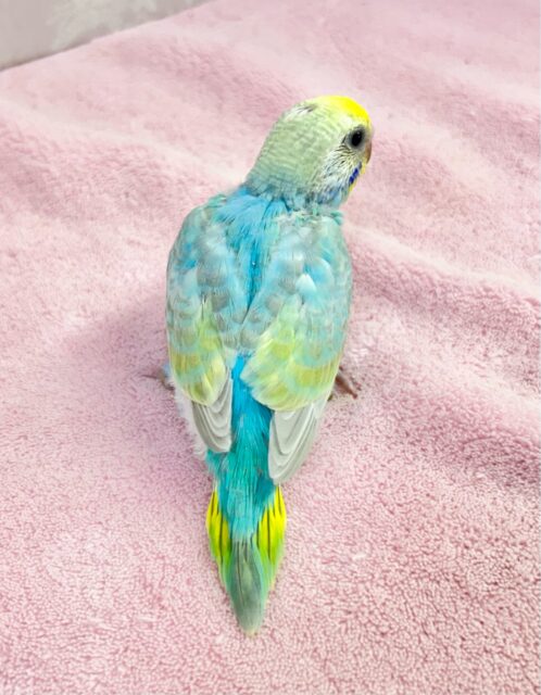 セキセイインコ