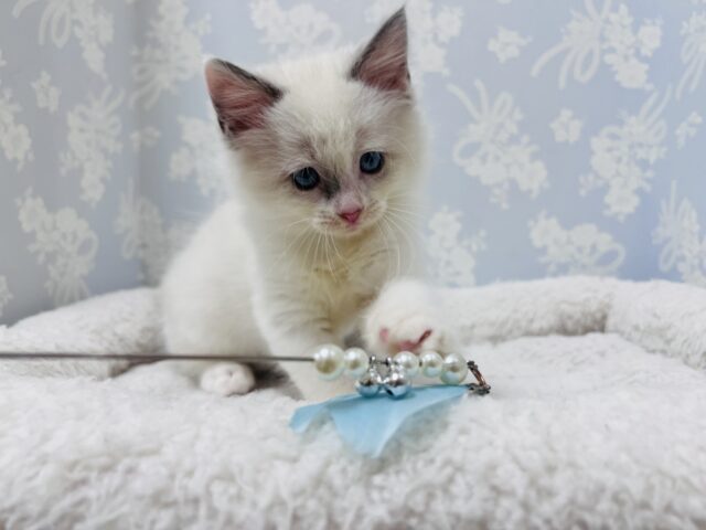 甘ったれボーイのラグドール君❣️ ラグドール