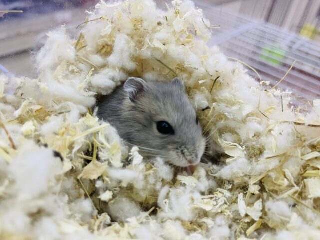 ドワーフハムスターの1種