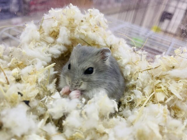 ドワーフハムスターの1種
