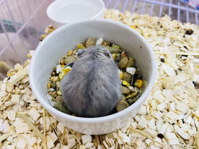 ドワーフハムスターの1種