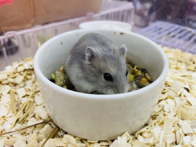 ドワーフハムスターの1種