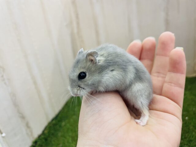 ドワーフハムスターの1種