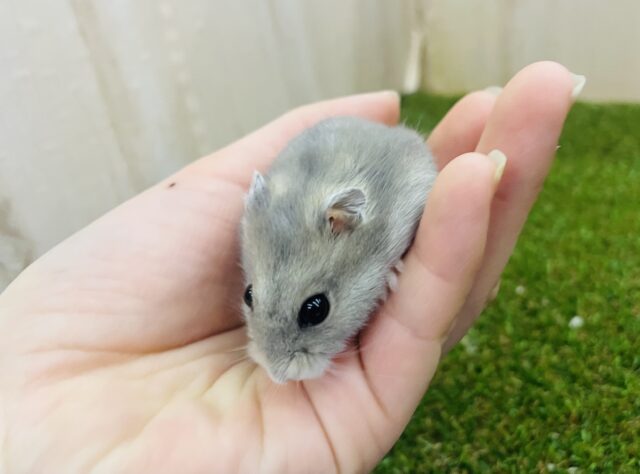 ドワーフハムスターの1種