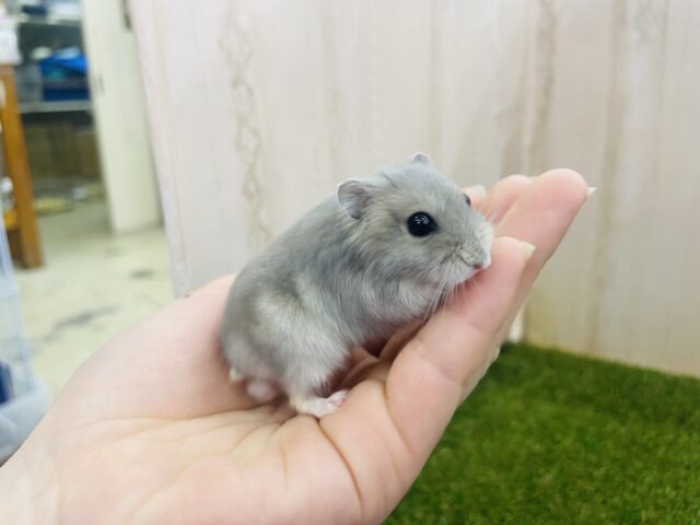 ドワーフハムスターの1種