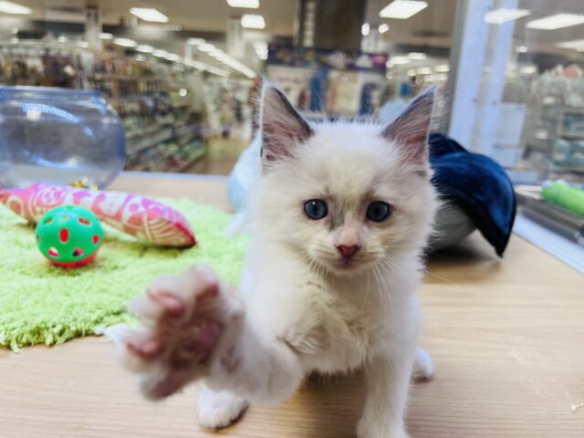 甘ったれボーイのラグドール君❣️ ラグドール