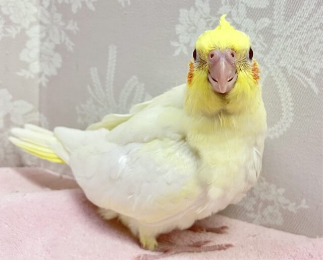オカメインコ