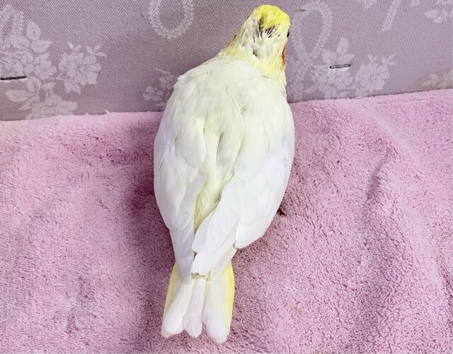 オカメインコ