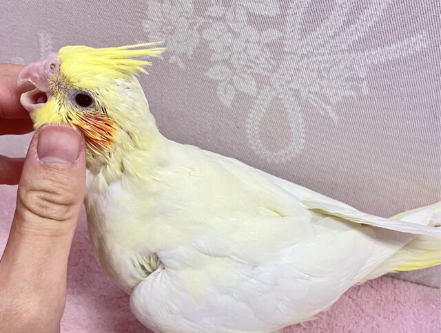 オカメインコ