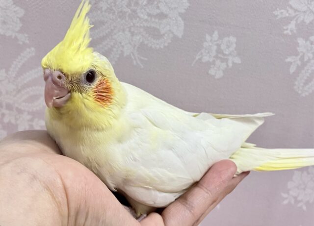 オカメインコ