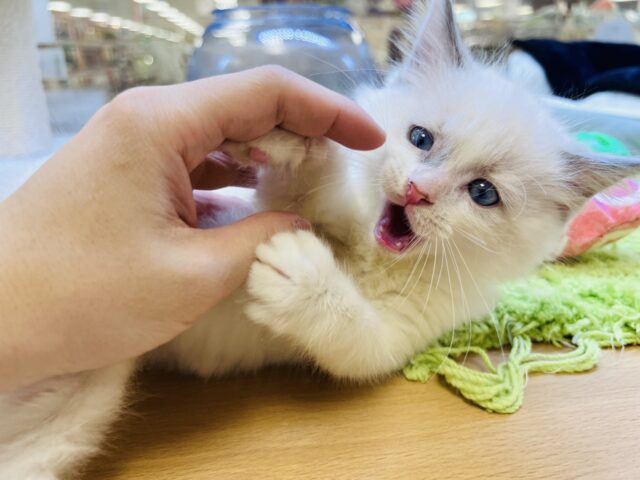 甘ったれボーイのラグドール君❣️ ラグドール