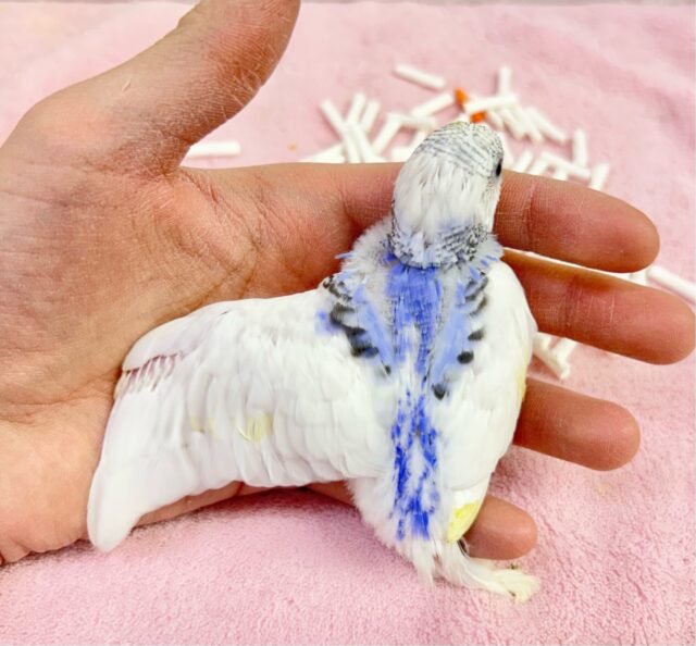 セキセイインコ