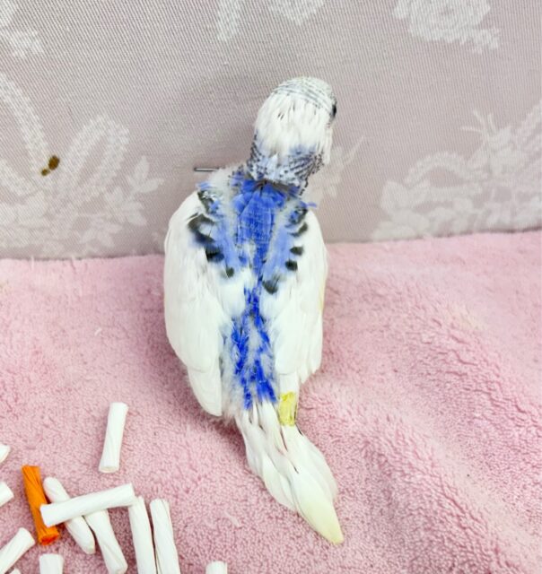 セキセイインコ