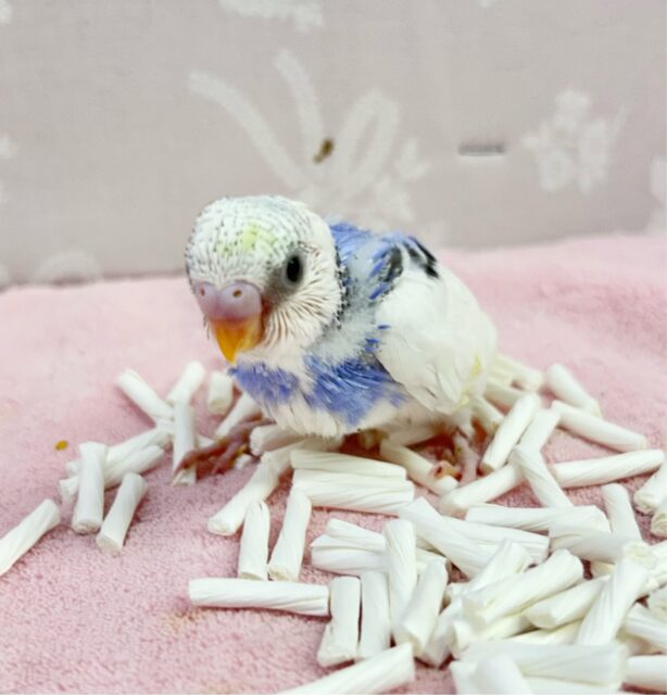 セキセイインコ