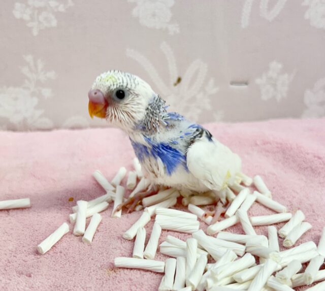 セキセイインコ