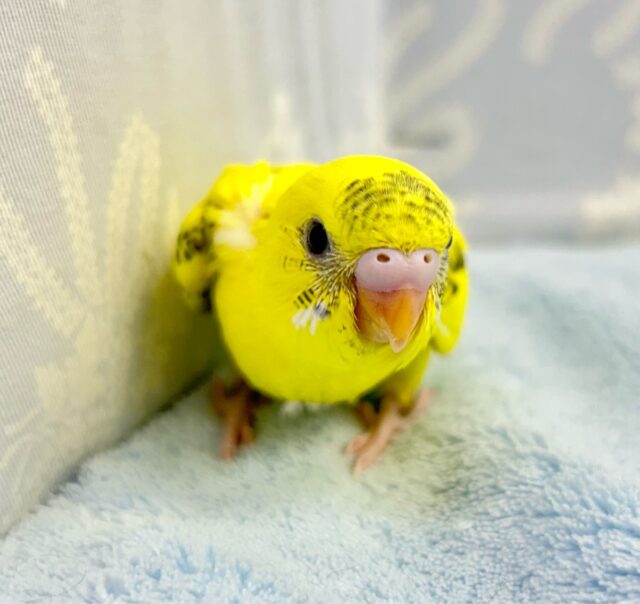 セキセイインコ