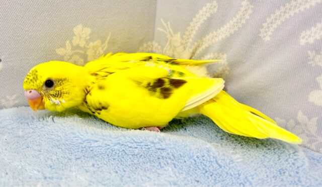 セキセイインコ