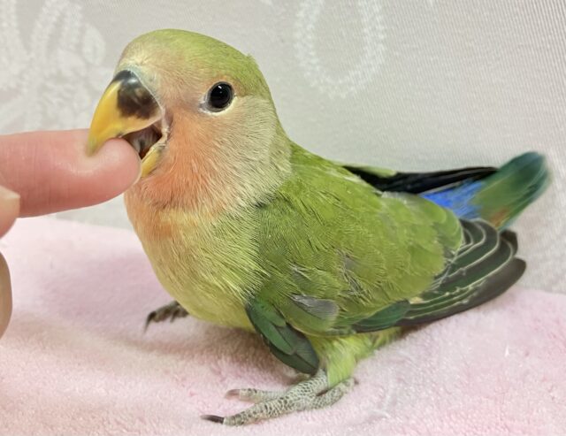 コザクラインコ（小桜インコ）