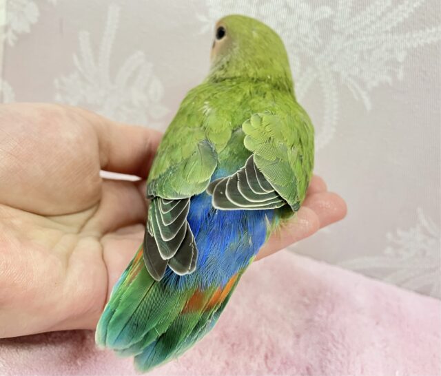 コザクラインコ（小桜インコ）