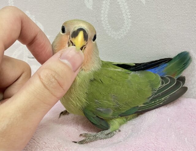 コザクラインコ（小桜インコ）