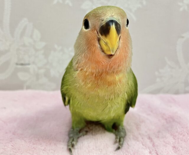 コザクラインコ（小桜インコ）