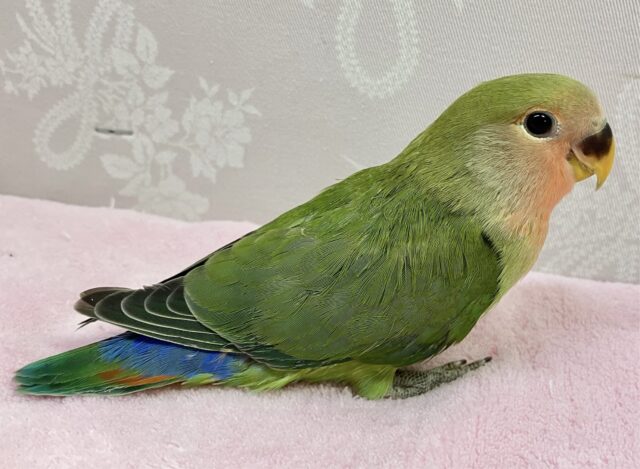 コザクラインコ（小桜インコ）