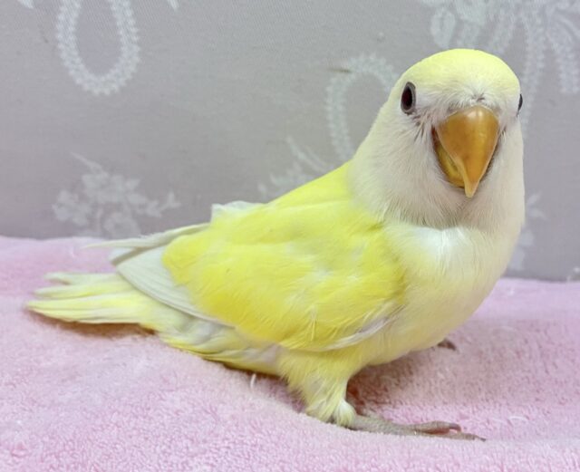 コザクラインコ（小桜インコ）