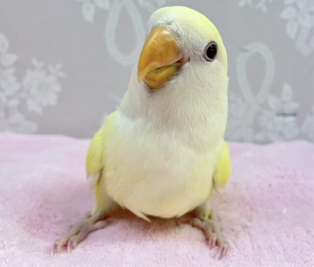 コザクラインコ（小桜インコ）