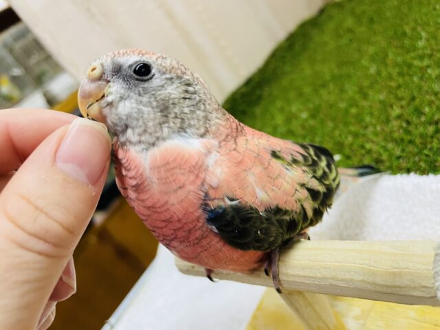 アキクサインコ（秋草インコ）