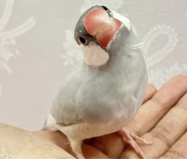 シルバー文鳥