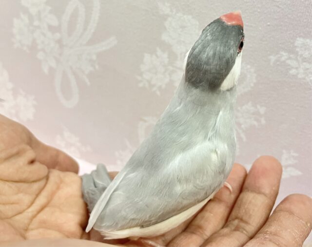 シルバー文鳥