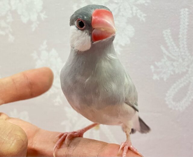 シルバー文鳥