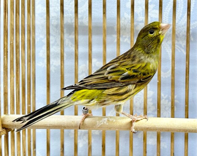 ローラーカナリア