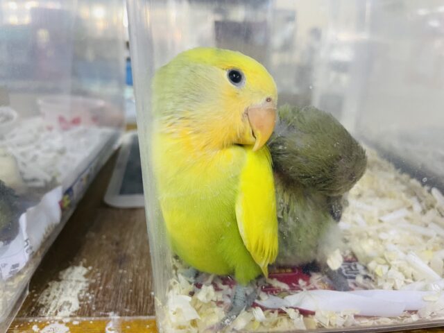 コザクラインコ（小桜インコ）