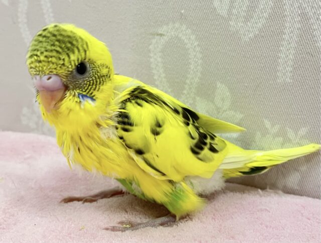 セキセイインコ