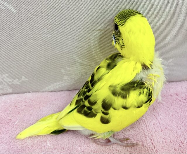 セキセイインコ