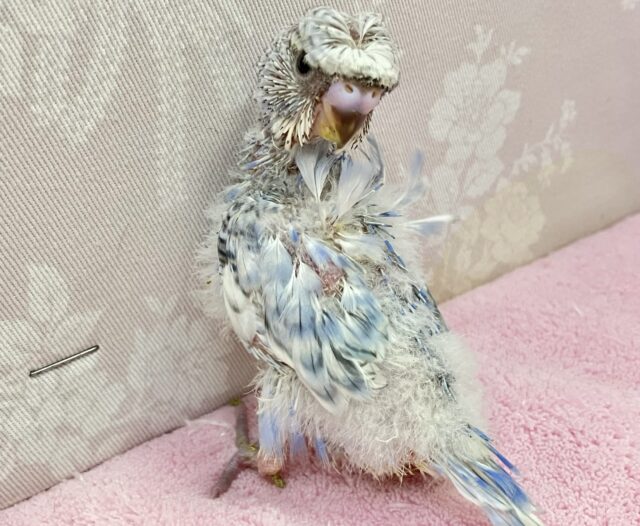 羽衣セキセイインコ