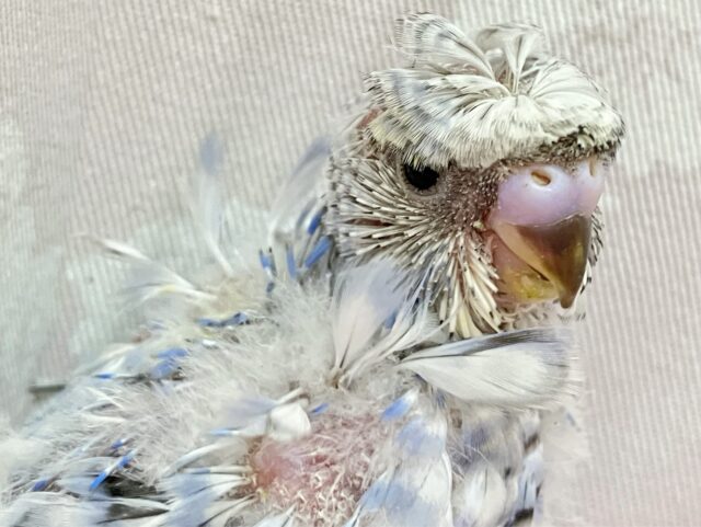 羽衣セキセイインコ