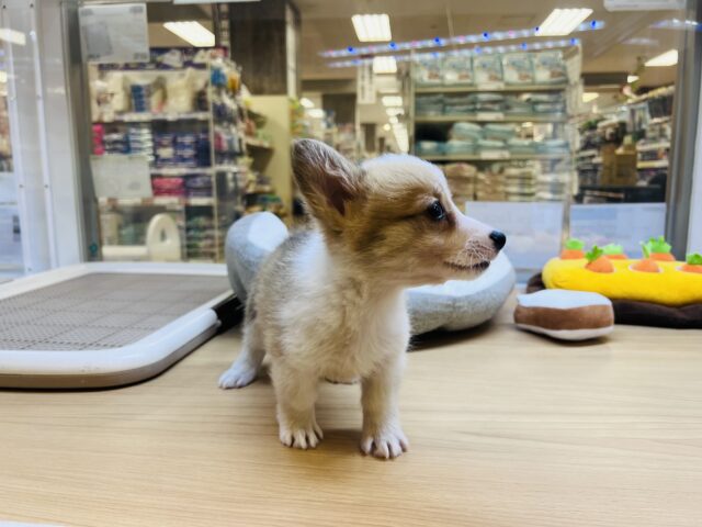 ウェルシュコーギー・ペンブローグ