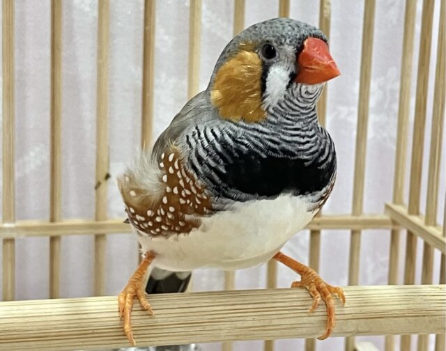 ジャンボキンカチョウ