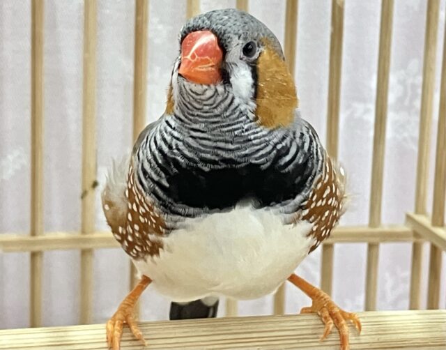 ジャンボキンカチョウ