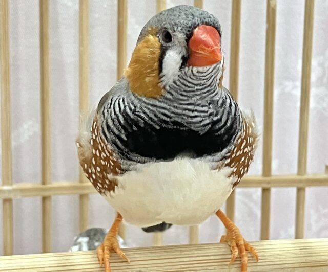 ジャンボキンカチョウ