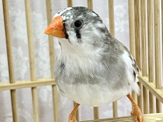 ジャンボキンカチョウ