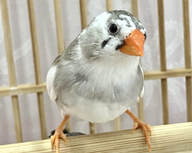 ふっくらもっふぅ💕ジャンボキンカチョウ ペア ジャンボキンカチョウ