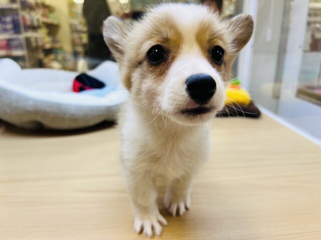 ウェルシュコーギー・ペンブローグ