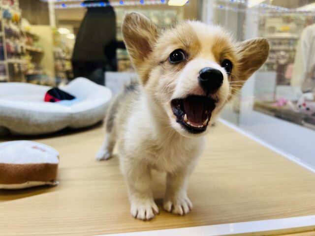 ウェルシュコーギー・ペンブローグ