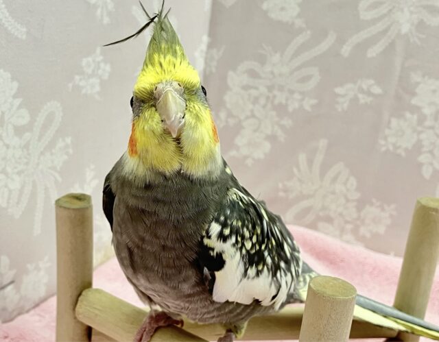 オカメインコ