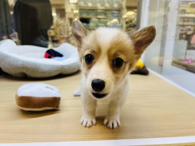 ウェルシュコーギー・ペンブローグ