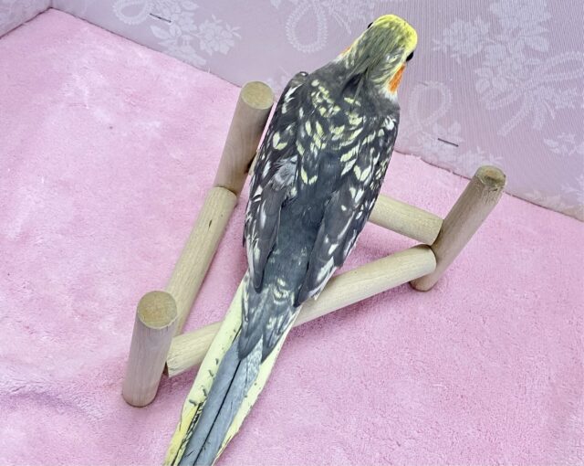 オカメインコ